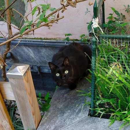 Un Insospettabile Angolo Verde In Citta Apartman Milánó Kültér fotó